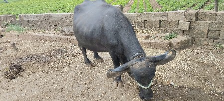 ભેચ વેચવાની છે