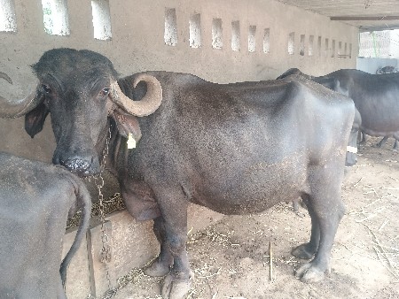 bhesh vechavani che