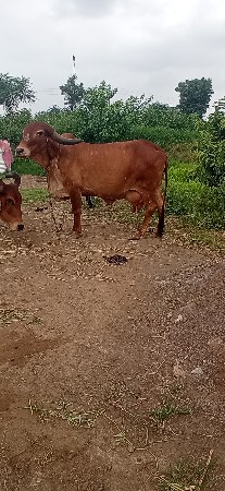ગાયવેચવાનીછે