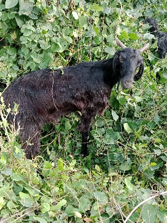 બકરી