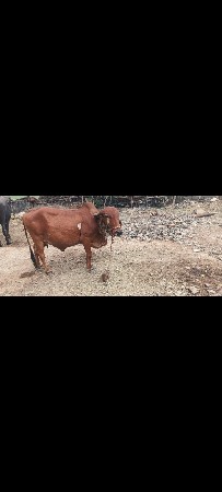 ગાય વેચવાની છે