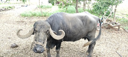 ભેંસ વેચવાની છે