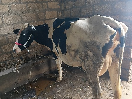 H F ગાય વેસવાની છે