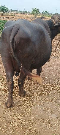 આ ભેંશ વેચવાની સે