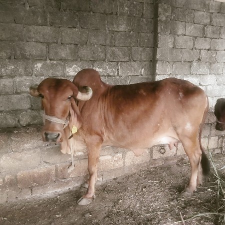 ગાય વેશવની સે