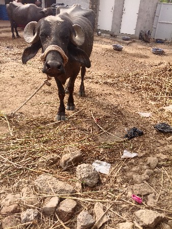 ખંડેરી.વેચવાનીછે