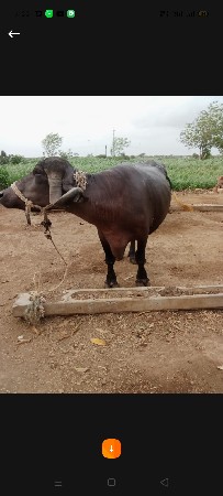 રામભાઈ ડેર