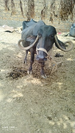 3 વેતર સે 
બધી જવાબ દારી