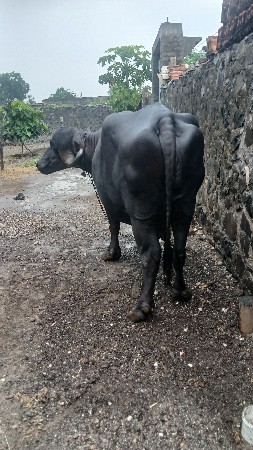 જાફરાબાદી ભેંસ 9904375129