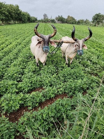 બળદ