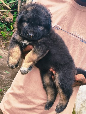 German shepherd