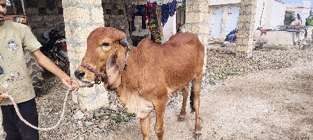 vechvani