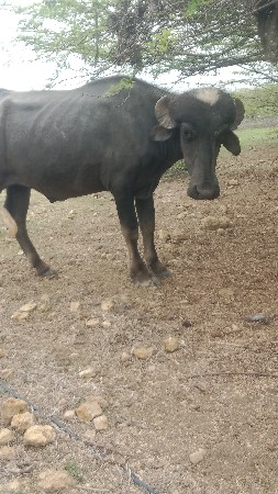 પાડો વેચવાનો છે