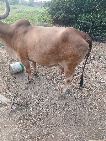 ગાય વેચવાની છે સાવસોજી ફુલજવાબદારી