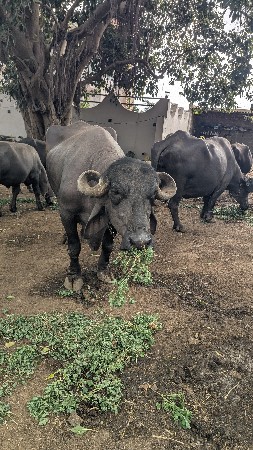 ભૈસ વેશાવાની છે