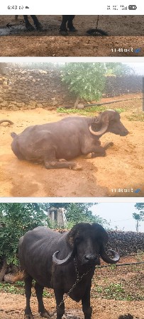 આ ખડાઈ વેચવાની છે પહેલું વેતર
