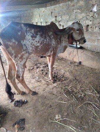 કાબરી ગીર ગાય વેચવાની છે
