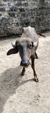 બે વરસ ની પાડી વેચવાની છે