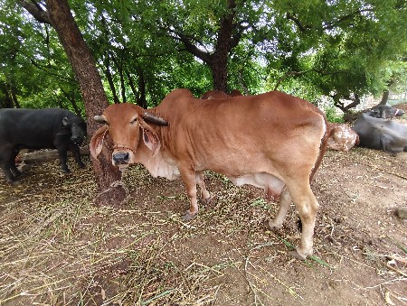 3 જુ વેતર વ્યા સે