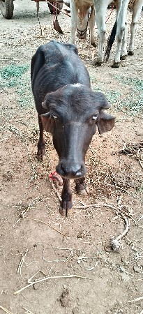 પાડિ વેચવા નિ‌સે