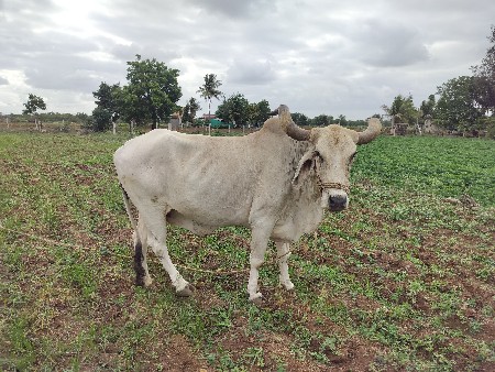 વેચવા ના છે