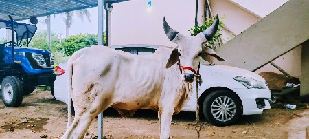 વઢી યારો વાછાડો