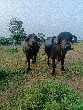 ભેસુ વેચવાની છે