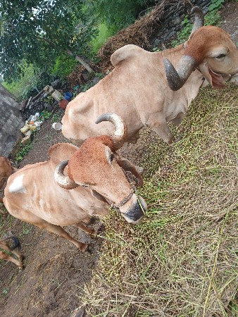 બળદ વેચવાના છે