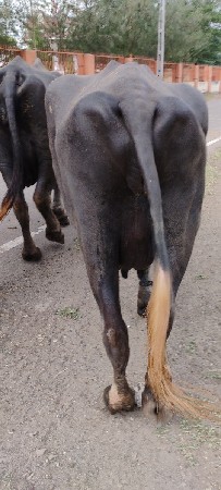 ક