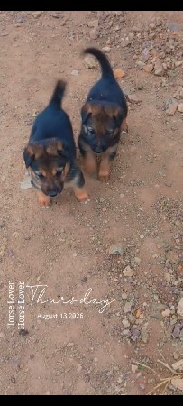 2જર્મન છે
