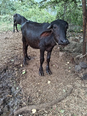 પાડી ઓ વેચવાની છે