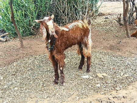 વેચવાના છે