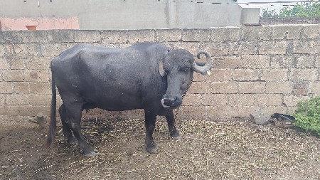 ભેંસ વેચવાની છે