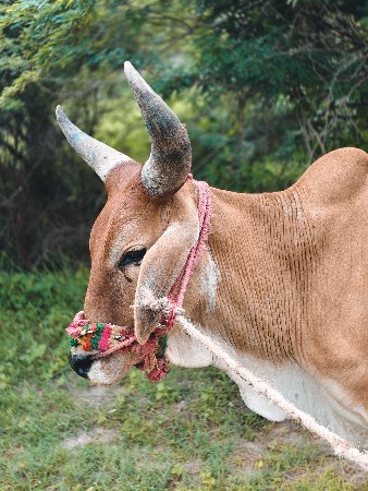 ગોધલા વેચવા ના છે