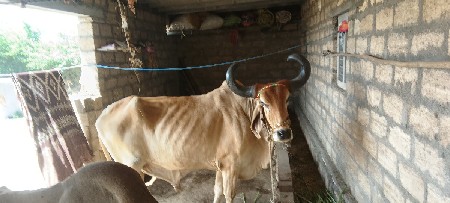 બરધ