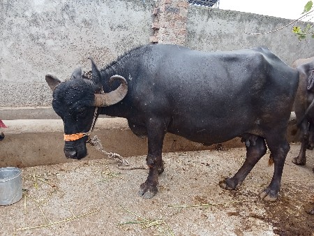 ભેંસ વેચવાની છે 3 વેતર વીયાસે