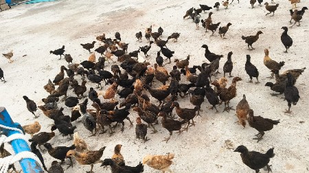 સોનાલી બચા વેચવાના છે