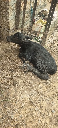 ભેંસ