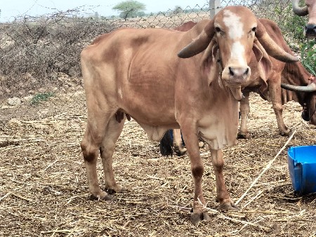 ગીર હોડકી 2