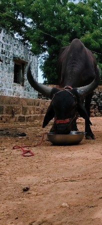 વેચવાનું છે