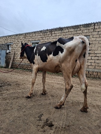 ગાય