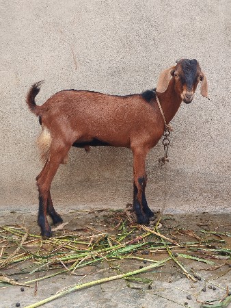 બકરા