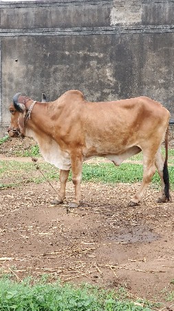 વેસવાના સે