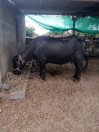 વેચવાનીછે