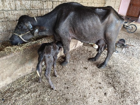 7 litre dudh  Bijju vedar