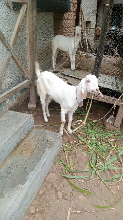 હસનભાઈ