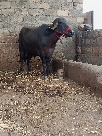 ભેશપલવેતરીવીયાણી