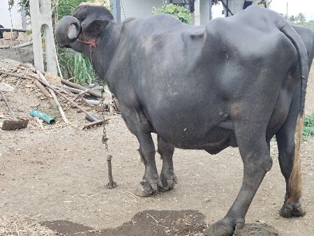 ભેંશ