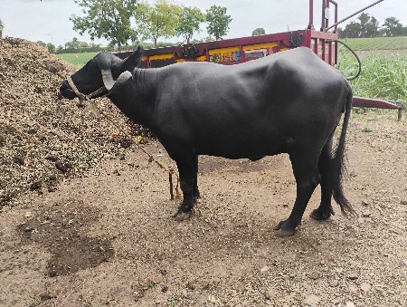 ભેસ