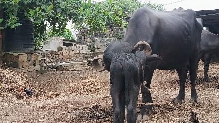ભેંશ વહેંચવા ની છે
